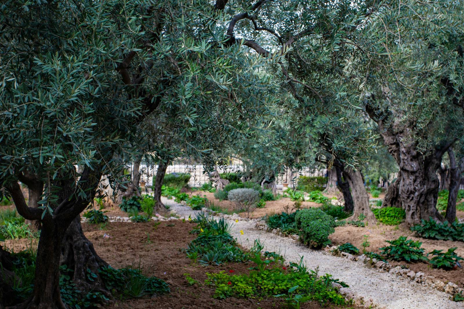 Plantation d’olivier en pleine terre à Avignon