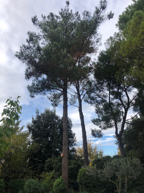 Abattage avec rétention  et élagage  de pins sur Saint Rémy de Provence