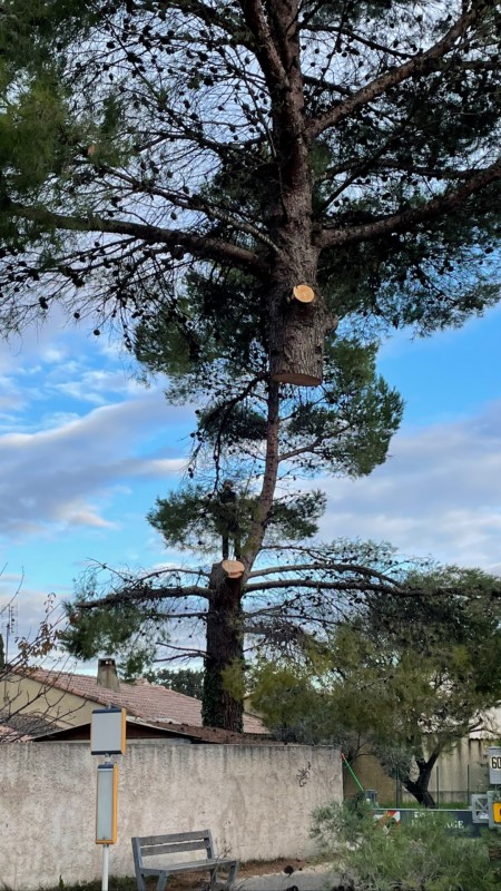 Abattage d'un pin à Avignon (Vaucluse)