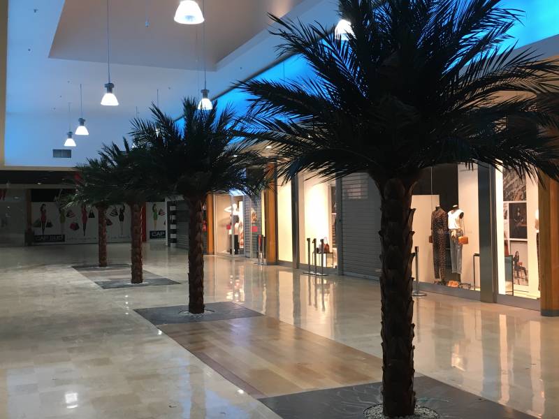 Plantation de palmiers stabilisés en galerie marchande sur Avignon