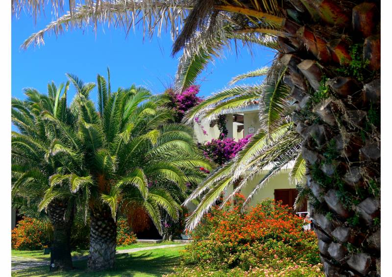 Creation de jardin avec palmier dans le Vaucluse