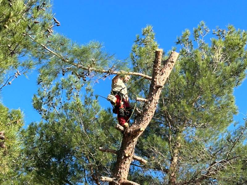 Demande de devis pour un élagage d’arbre par une entreprise de paysagiste dans le Vaucluse