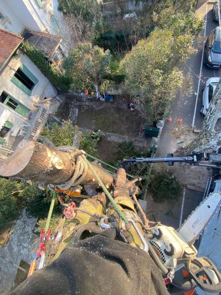 Abattage d'arbre par démontage à Avignon et dans le Vaucluse