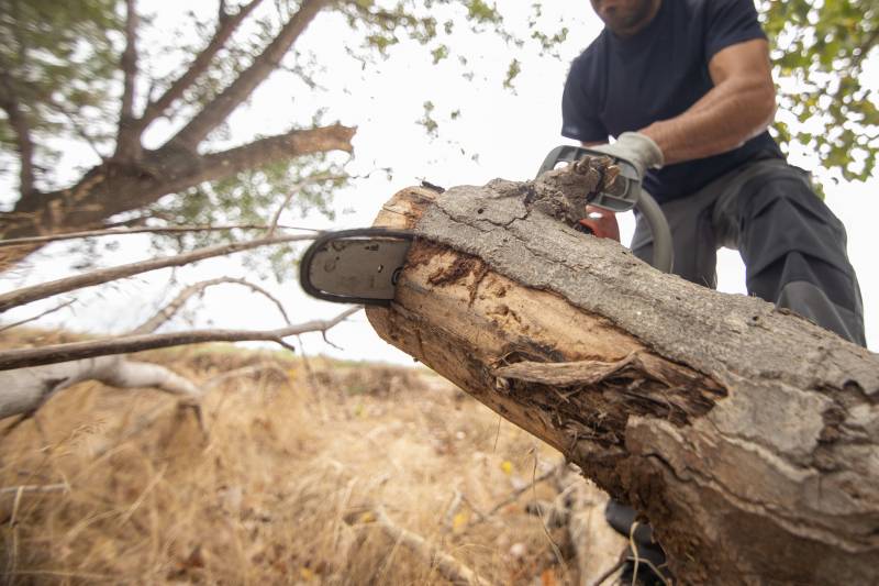 abattage d'un arbre dans une copropriété à Avignon par une entreprise experte