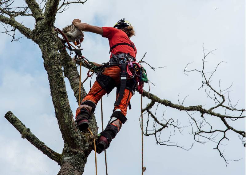 Entreprise de travaux paysagers vers le Gard experte en élagage d'arbres