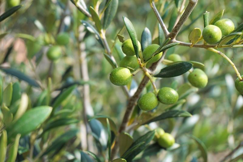 Taille de formation d’un olivier à Avignon et dans le Vaucluse