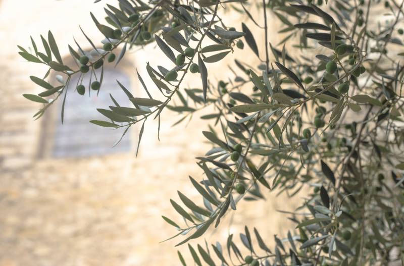 Enterprise de jardinage pour la taille des oliviers en Provence