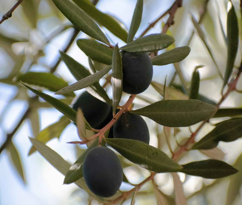 Paysagiste à Avignon pour tailler un olivier en nuage dans le Vaucluse