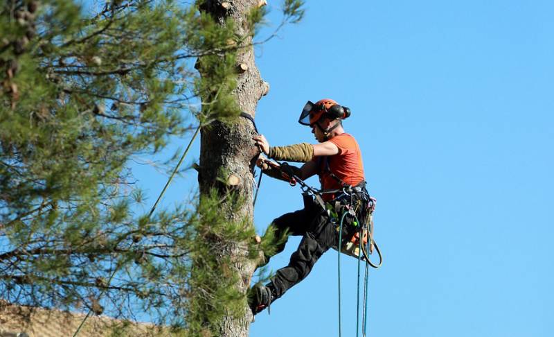 Devis pour l’élagage d’arbres grande hauteur dans le Vaucluse