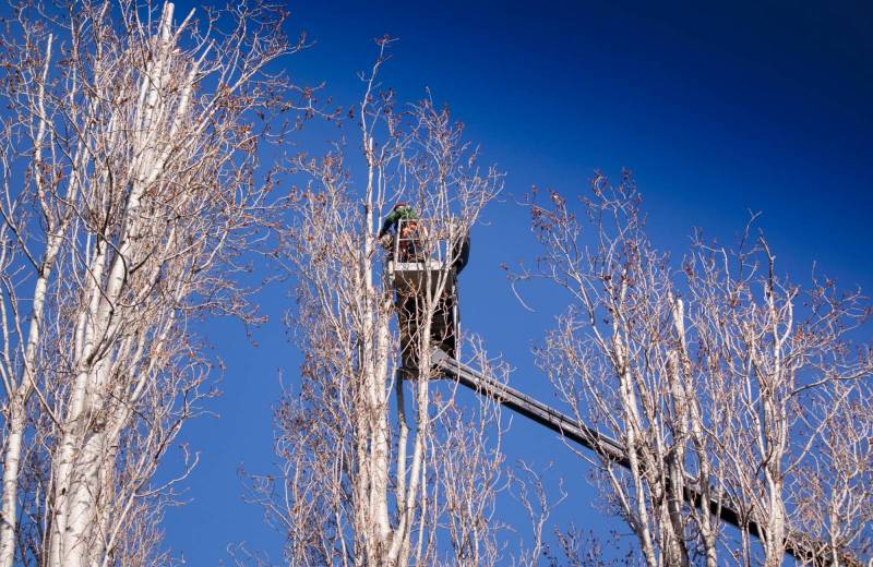 Élagage d’arbre avec nacelle dans le Vaucluse